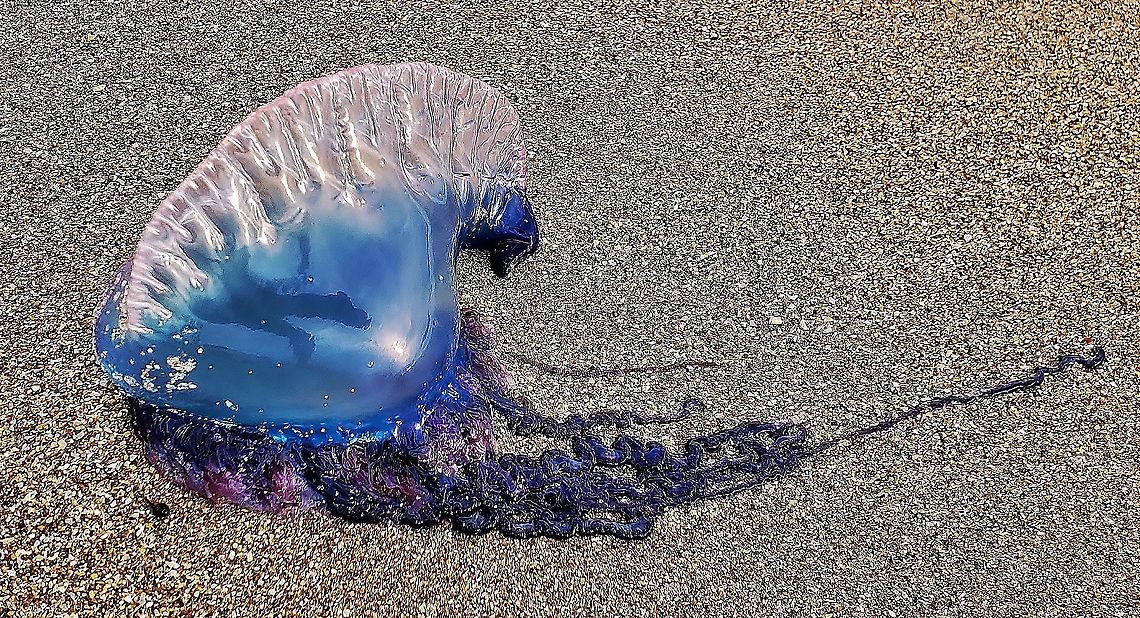 Portuguese Man O' War This is a picture of a Portuguese Man O&#039; War on Hutchinson Island in Jensen Beach, Florida. Geotagged,Physalia physalis,Portuguese man o' war,United States,Winter