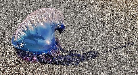 Portuguese Man O' War This is a picture of a Portuguese Man O' War on Hutchinson Island in Jensen Beach, Florida. Geotagged,Physalia physalis,Portuguese man o' war,United States,Winter
