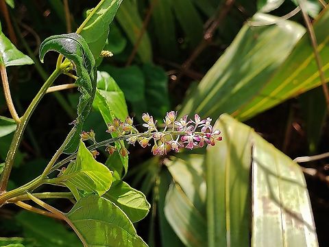 Rogue Plant This is a picture of Rivina humilis on Hutchinson Island in Jensen Beach, Florida. Geotagged,Rivina humilis,United States,Winter