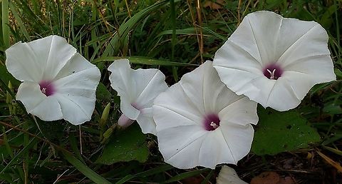 Wild Potato Vine At Patuxent This is a picture of Ipomoea pandurata on the North Tract of the Patuxent Research Refuge near Fort Meade, Maryland. Geotagged,Ipomoea pandurata,Summer,United States,Wild Potato Vine