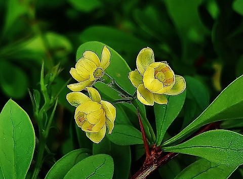 Japanese Barberry At South Tract This is a picture of Japanese Barberry on the South Tract of the Patuxent Research Refuge near Fort Meade, Maryland. Berberis thunbergii,Geotagged,Japanese barberry,Spring,United States