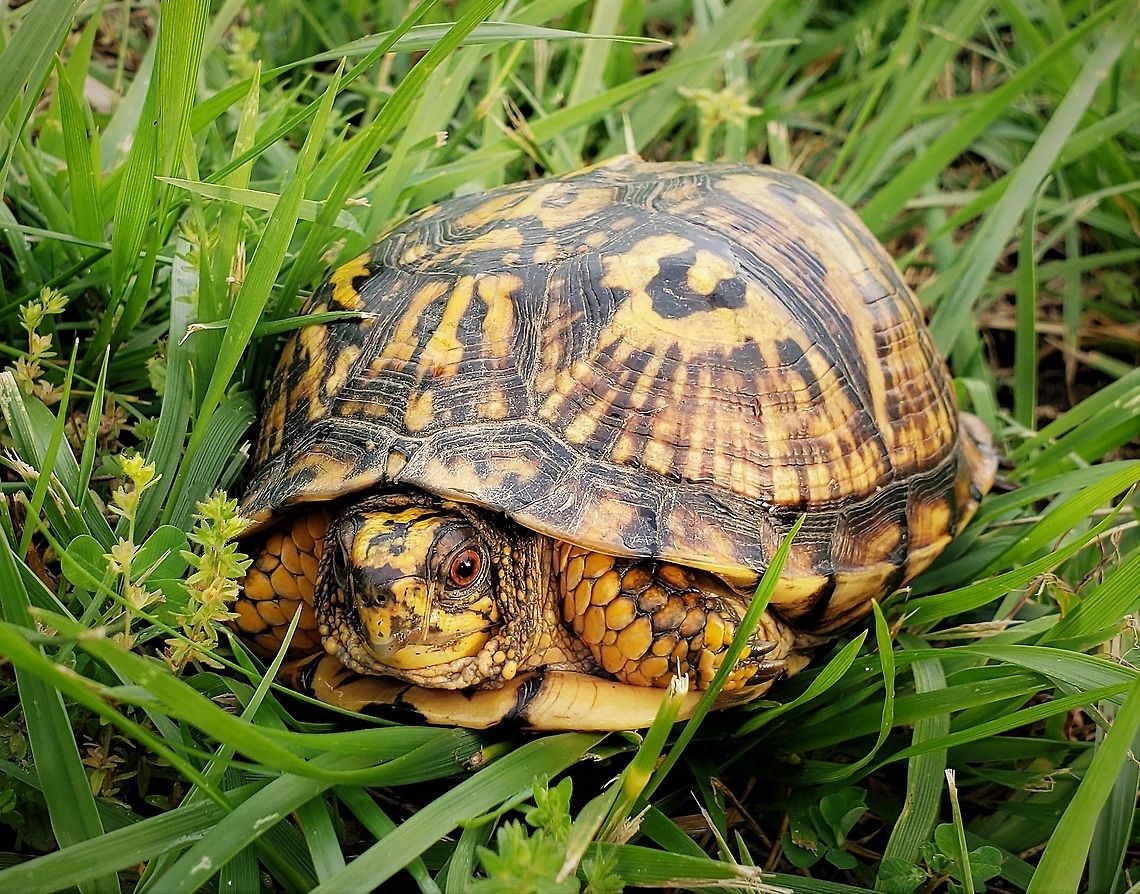 Eastern Box Turtle At South Tract This is a picture of an Eastern Box Turtle on the South Tract of the Patuxent Research Refuge near Laurel, Maryland. Eastern box turtle,Geotagged,Spring,Terrapene carolina carolina,United States