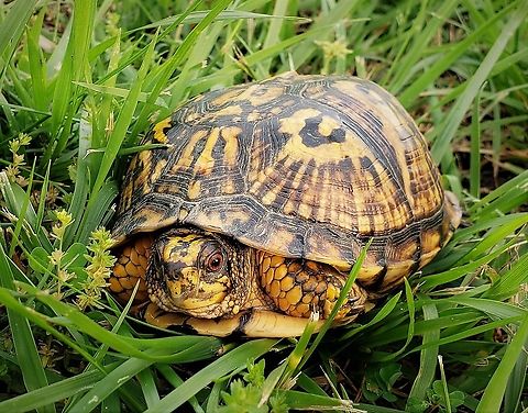 Eastern Box Turtle At South Tract This is a picture of an Eastern Box Turtle on the South Tract of the Patuxent Research Refuge near Laurel, Maryland. Eastern box turtle,Geotagged,Spring,Terrapene carolina carolina,United States