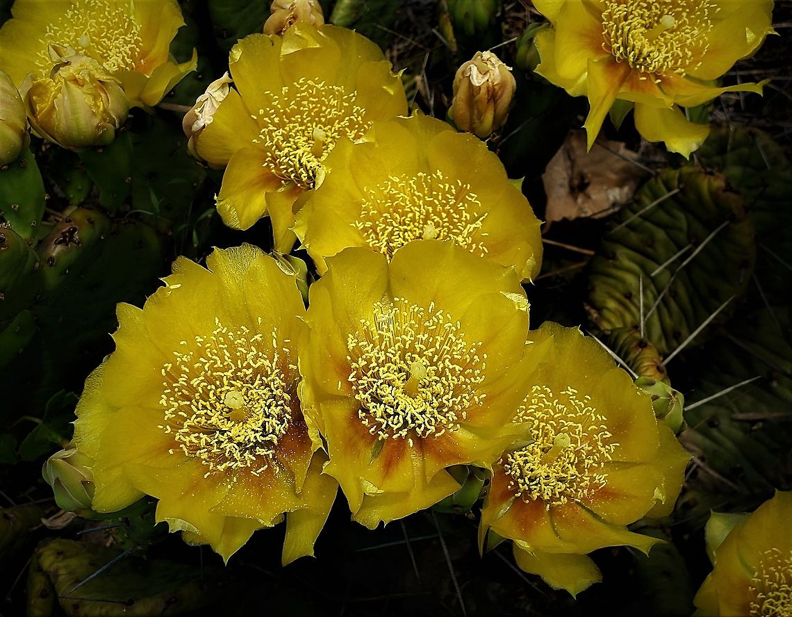 Prickly Pear At Lake Allen This is a picture of Opuntia cespitosa at Lake Allen on the North Tract of the Patuxent Research Refuge near Fort Meade, Maryland.<br />
 Geotagged,Opuntia cespitosa,Spring,United States