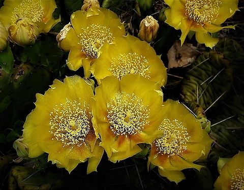 Prickly Pear At Lake Allen This is a picture of Opuntia cespitosa at Lake Allen on the North Tract of the Patuxent Research Refuge near Fort Meade, Maryland.
Geotagged,Opuntia cespitosa,Spring,United States
