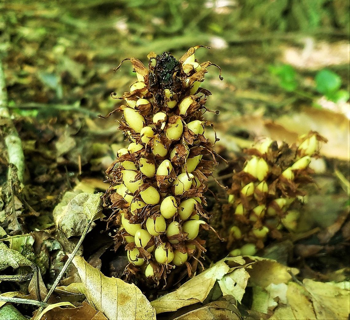 Squawroot This is a picture of  Conopholis americana on the Central Tract of the Patuxent Research Refuge near Laurel, Maryland. Conopholis americana,Geotagged,Spring,United States