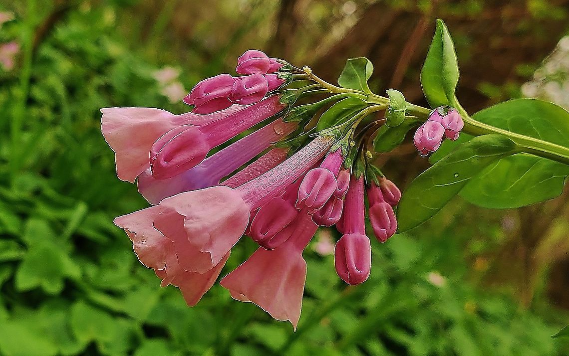Pink Virginia Bluebells This is a picture of a pink variation of Virginia Bluebells along the Little Patuxent River Trail on the North Tract of the Patuxent Research Refuge near Fort Meade, Maryland. Geotagged,Mertensia virginica,Spring,United States,Virginia Bluebell