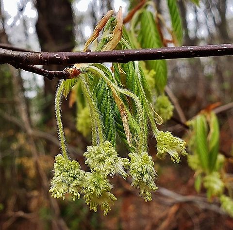 American Beech At North Tract This is a picture of American Beech on the North Tract of the Patuxent Research Refuge near Fort Meade, Maryland. American beech,Fagus grandifolia,Geotagged,Spring,United States