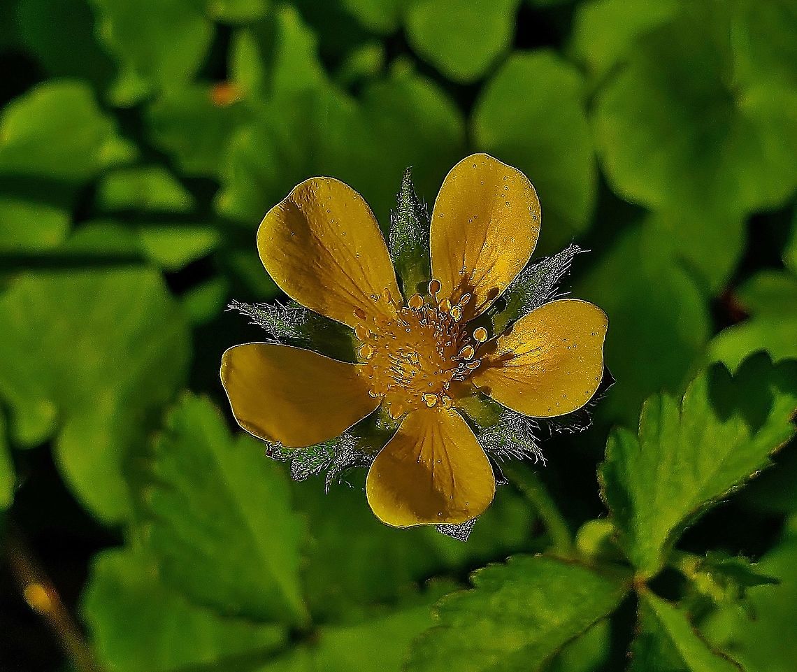 Indian Strawberry At North Tract This is a picture of Indian Strawberry on the North Tract of the Patuxent Research Refuge near Fort Meade, Maryland. Geotagged,Potentilla indica,Spring,United States