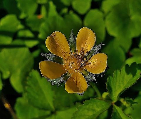 Indian Strawberry At North Tract This is a picture of Indian Strawberry on the North Tract of the Patuxent Research Refuge near Fort Meade, Maryland. Geotagged,Potentilla indica,Spring,United States
