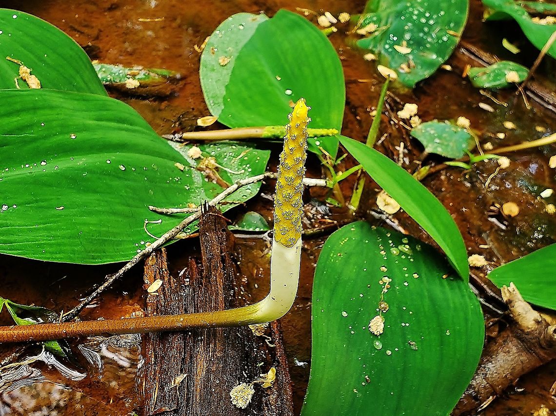 Golden Club This is a picture of Golden Club on the Central Tract of the Patuxent  Research Refuge near Laurel, Maryland. Geotagged,Orontium aquaticum,Spring,United States