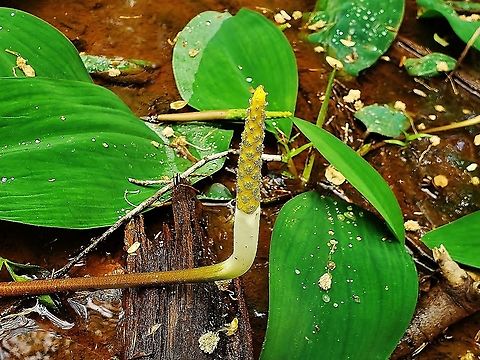 Golden Club This is a picture of Golden Club on the Central Tract of the Patuxent  Research Refuge near Laurel, Maryland. Geotagged,Orontium aquaticum,Spring,United States