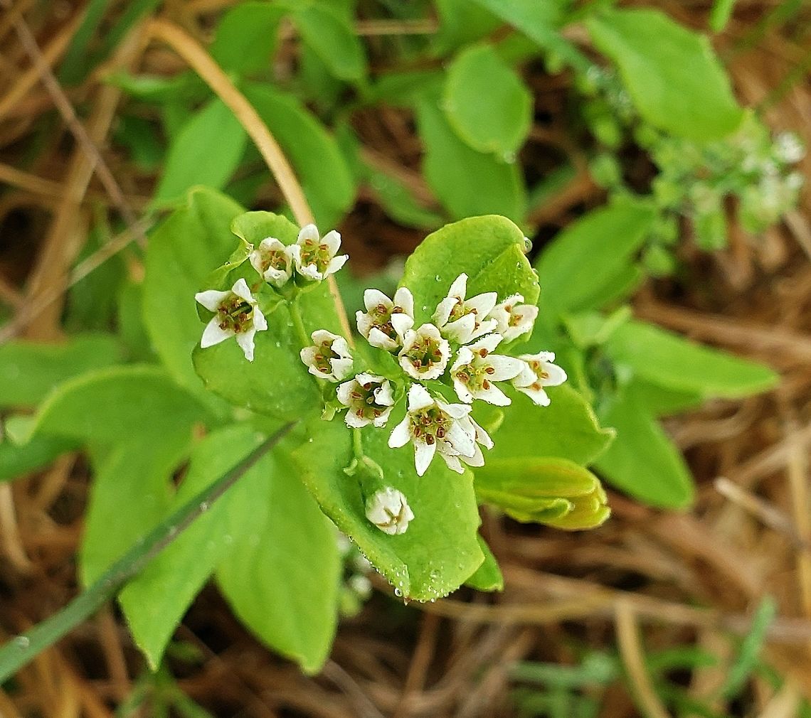 Bastard Toadflax this is a picture of 'Comandra umbellata on the North Tract of the Patuxent Research Refuge near Fort Meade, Maryland. Comandra,Comandra umbellata,Geotagged,Spring,United States