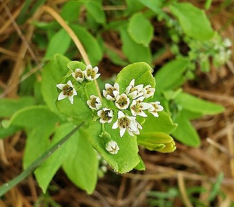 Bastard Toadflax this is a picture of 'Comandra umbellata on the North Tract of the Patuxent Research Refuge near Fort Meade, Maryland. Comandra,Comandra umbellata,Geotagged,Spring,United States