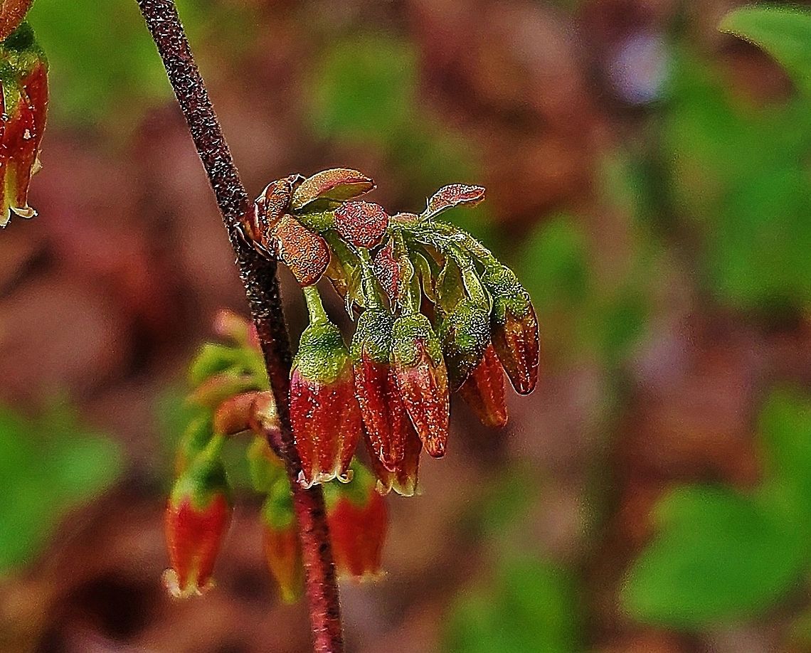 Black Huckleberry Flowers This is a picture of Black Huckleberry blooming on the South Tract of the Patuxent Research Refuge near Laurel, Maryland. Black huckleberry,Gaylussacia baccata,Geotagged,Spring,United States
