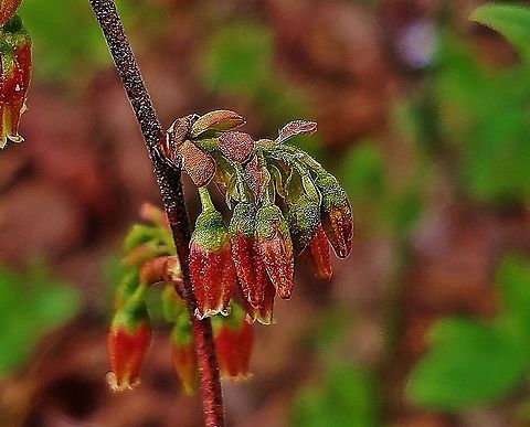 Black Huckleberry Flowers This is a picture of Black Huckleberry blooming on the South Tract of the Patuxent Research Refuge near Laurel, Maryland. Black huckleberry,Gaylussacia baccata,Geotagged,Spring,United States