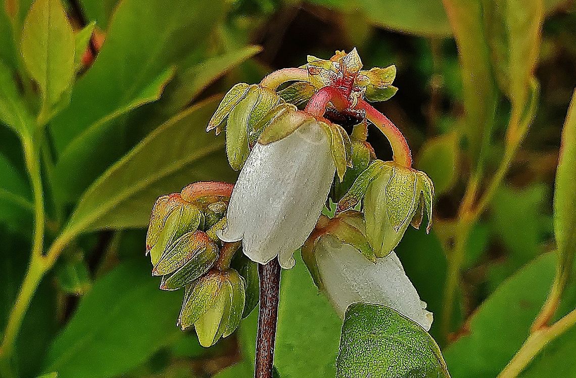 Piedmont Staggerbush This is a picture of Lyonia mariana on the North Tract of the Patuxent Research Refuge near Fort Meade, Maryland. Geotagged,Lyonia  mariana,Lyonia mariana,Spring,United States