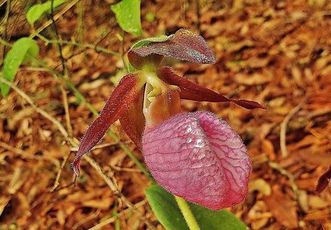 Pink Lady Slipper This is a picture of a Pink Lady Slipper on the North Tract of the patuxent Research Refuge near Fort Meade, Maryland. Cypripedium acaule,Geotagged,Pink Lady's Slipper,Spring,United States