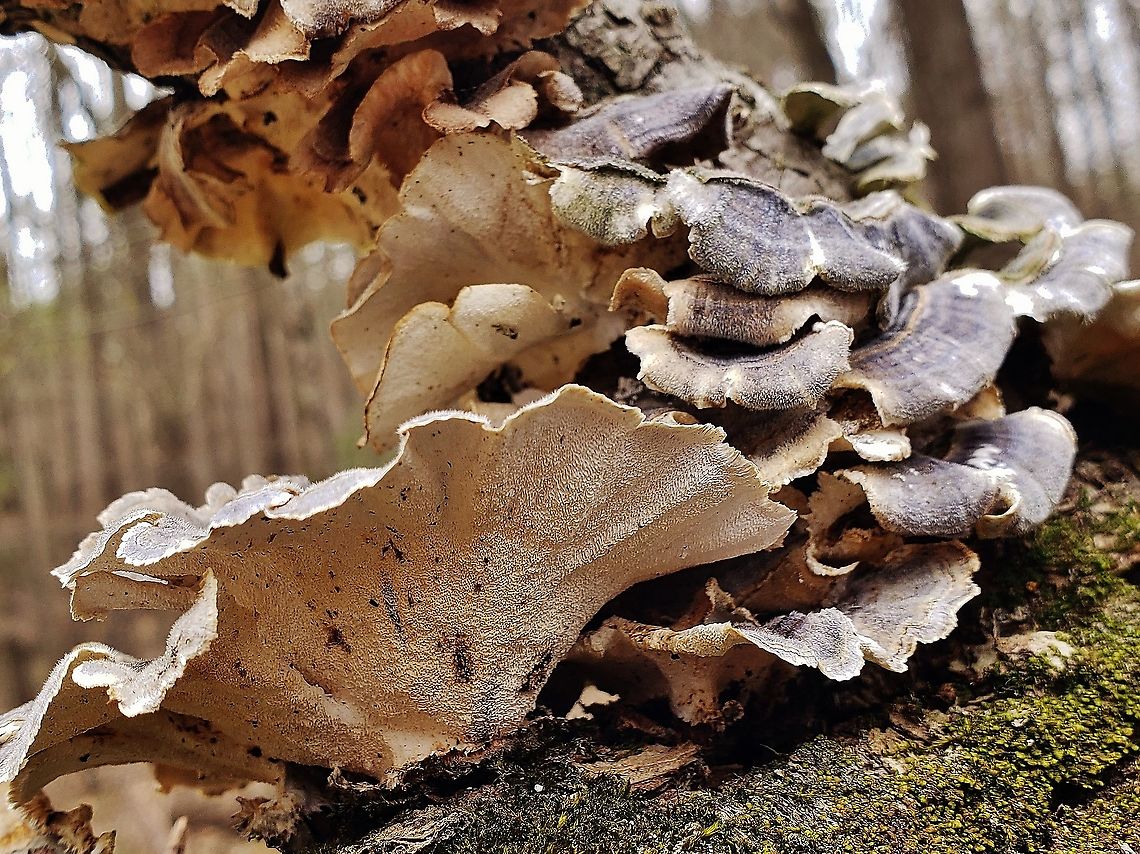 Turkey Tail At North Tract This is a picture of Turkey Tail on the North Tract of the Patuxent Research Refuge near Fort Meade, Maryland. Geotagged,Spring,Trametes versicolor,Turkey Tail,United States