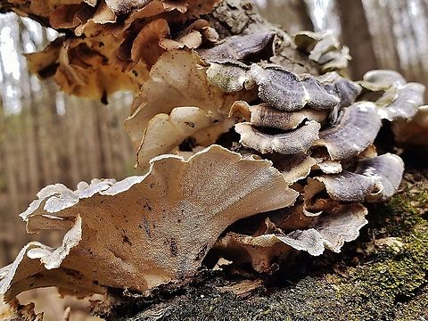 Turkey Tail At North Tract This is a picture of Turkey Tail on the North Tract of the Patuxent Research Refuge near Fort Meade, Maryland. Geotagged,Spring,Trametes versicolor,Turkey Tail,United States