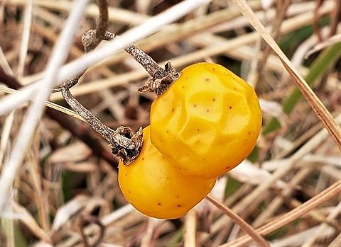 Carolina Horsenettle Berries At SERC This is a picture of Carolina Horsenettle Berries at the Smithsonian Environmental Research Center in Edgewater, Maryland. Carolina horsenettle,Geotagged,SERC,Smithsonian Environmental Research Center,Solanum carolinense,United States,Winter