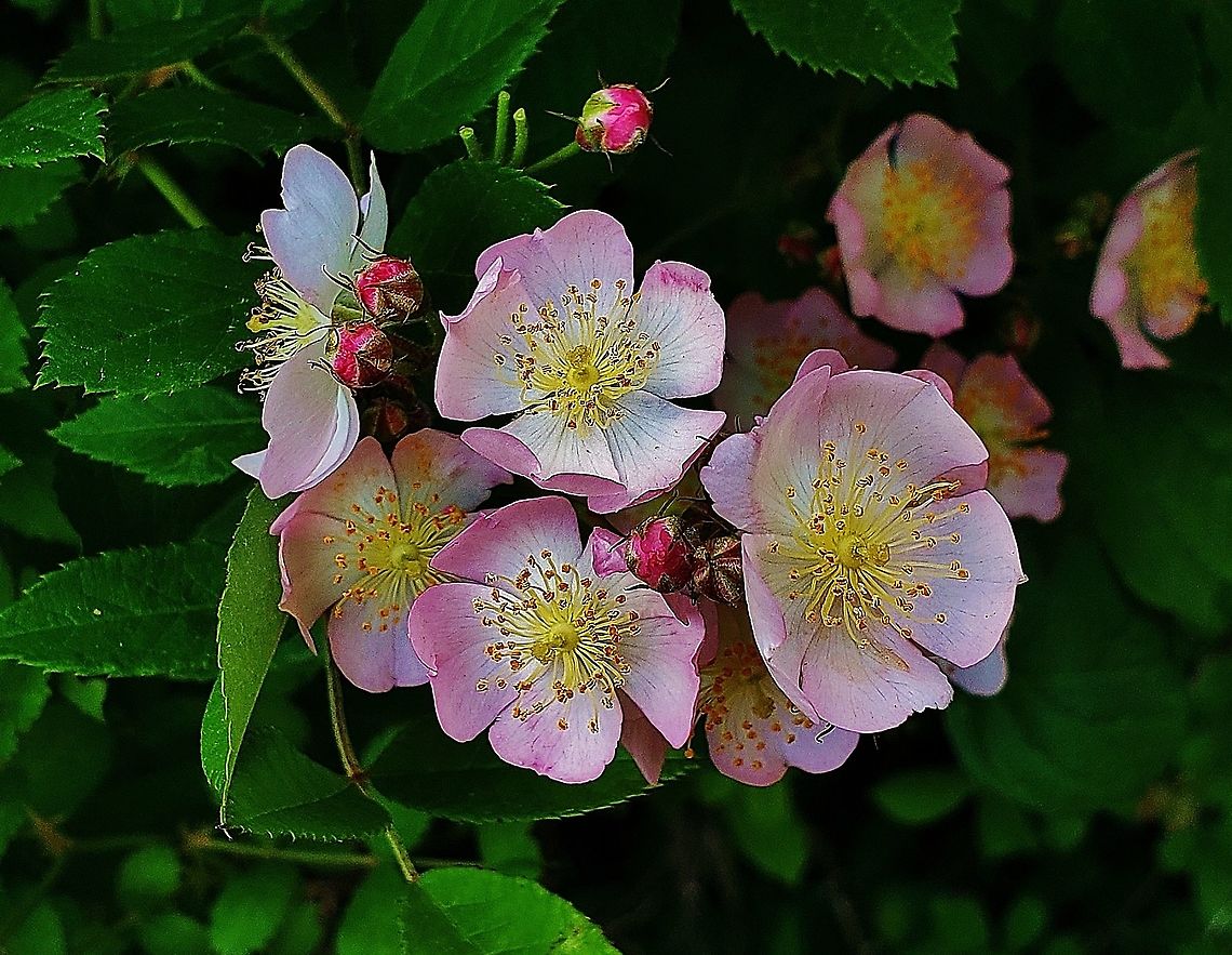 Multiflora Rose At North Tract This is a picture of Multiflora Rose on the North Tract of the Patuxent Research Refuge near Fort Meade, Maryland. Geotagged,Multiflora rose,Rosa multiflora,Spring,United States