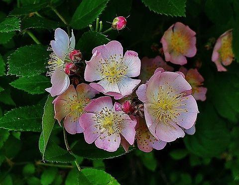 Multiflora Rose At North Tract This is a picture of Multiflora Rose on the North Tract of the Patuxent Research Refuge near Fort Meade, Maryland. Geotagged,Multiflora rose,Rosa multiflora,Spring,United States