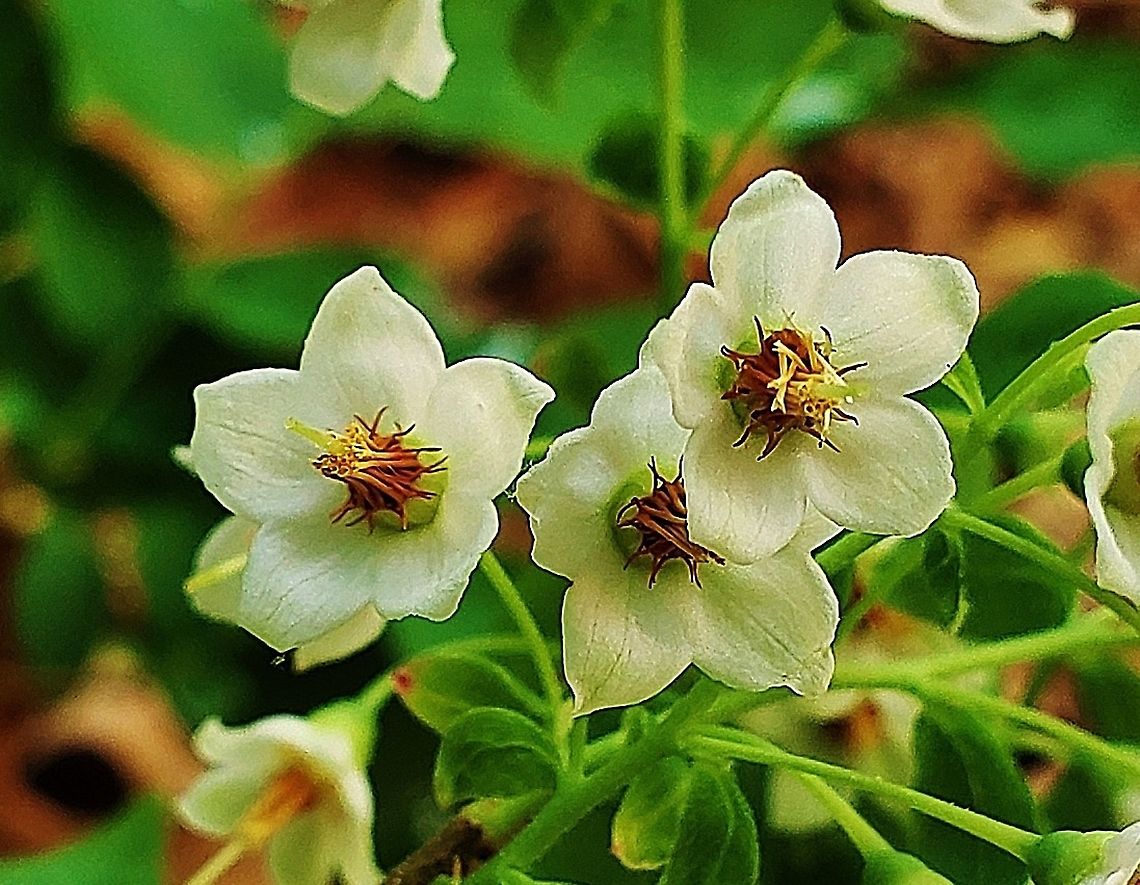 Deerberry At South Tract This is a picture of Deerberry blooming on the South Tract of the Patuxent Research Refuge near Laurel, Maryland. Deerberry,Geotagged,Spring,United States,Vaccinium stamineum
