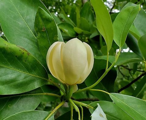 Swamp Magnolia This is a picture of Magnolia virginiana on the North Tract of the Patuxent Research Refuge near Fort Meade, Maryland. Geotagged,Magnolia virginiana,Spring,Sweetbay magnolia,United States