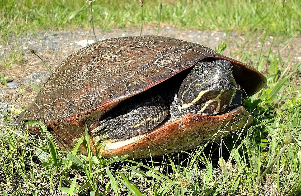 Red Bellied Turtle This is a picture of a Red Bellied Turtle on the South Tract of the Patuxent Research Refuge near Laurel, Maryland. Geotagged,Northern red-bellied cooter,Pseudemys rubriventris,Spring,United States