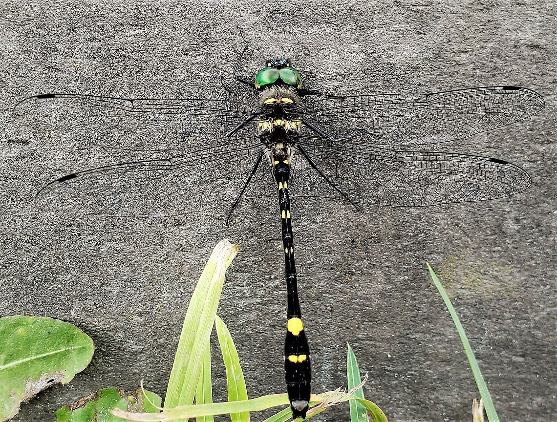 Swift River Cruiser At North Tract This is a picture of a Macromia illinoiensis on the North Tract of the Patuxent Research Refuge near Fort Meade, Maryland. Geotagged,Macromia illinoiensis,Spring,Swift River Cruiser,United States