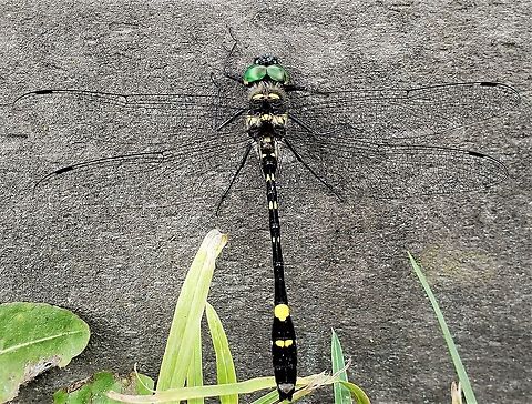 Swift River Cruiser At North Tract This is a picture of a Macromia illinoiensis on the North Tract of the Patuxent Research Refuge near Fort Meade, Maryland. Geotagged,Macromia illinoiensis,Spring,Swift River Cruiser,United States