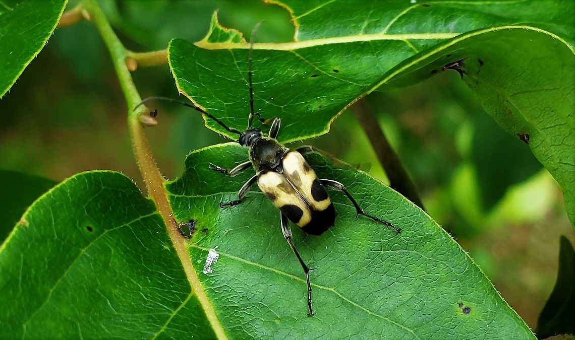 Judolia cordifera This is a picture of a Judolia cordifera on the North Tract of the Patuxent Research Refuge near Fort Meade, Maryland. Geotagged,Judolia cordifera,Spring,United States