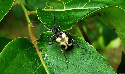 Judolia cordifera This is a picture of a Judolia cordifera on the North Tract of the Patuxent Research Refuge near Fort Meade, Maryland. Geotagged,Judolia cordifera,Spring,United States