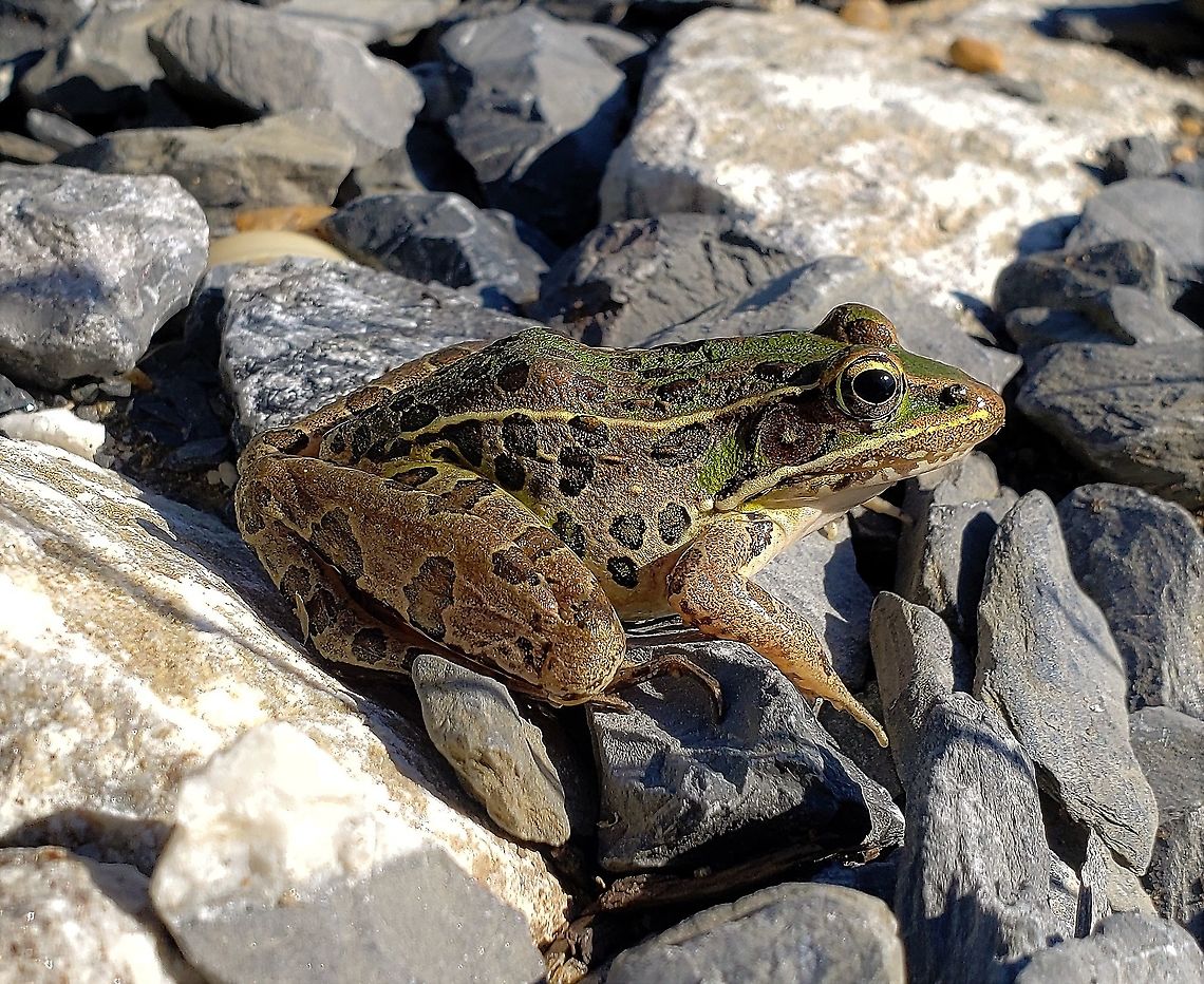 Southern Leopard Frog At South Tract This is a picture of a Southern Leopard Frog on the South Tract of the Patuxent Research Refuge near Laurel, Maryland. Geotagged,Lithobates sphenocephalus,Southern leopard frog,Spring,United States