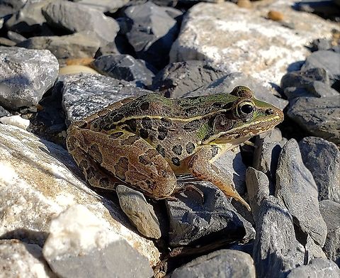 Southern Leopard Frog At South Tract This is a picture of a Southern Leopard Frog on the South Tract of the Patuxent Research Refuge near Laurel, Maryland. Geotagged,Lithobates sphenocephalus,Southern leopard frog,Spring,United States
