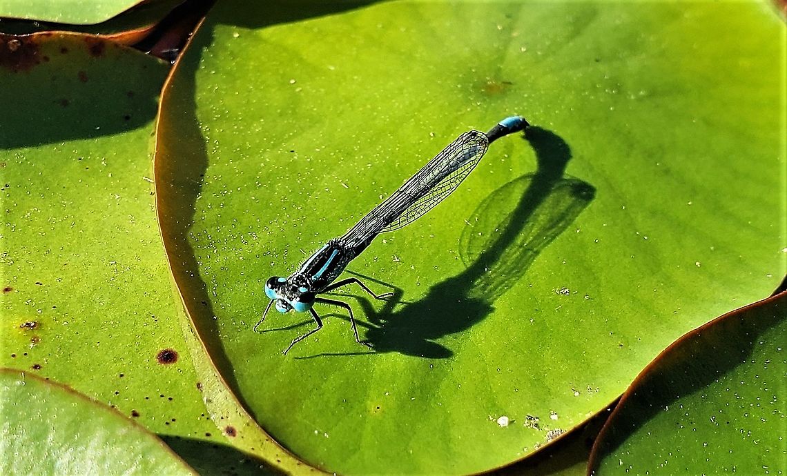 Lilypad Forktail At South Tract This is a picture of a Ischnura kellicotti on the South Tract of the Patuxent Research Refuge near Laurel, Maryland. Geotagged,Ischnura kellicotti,Spring,United States