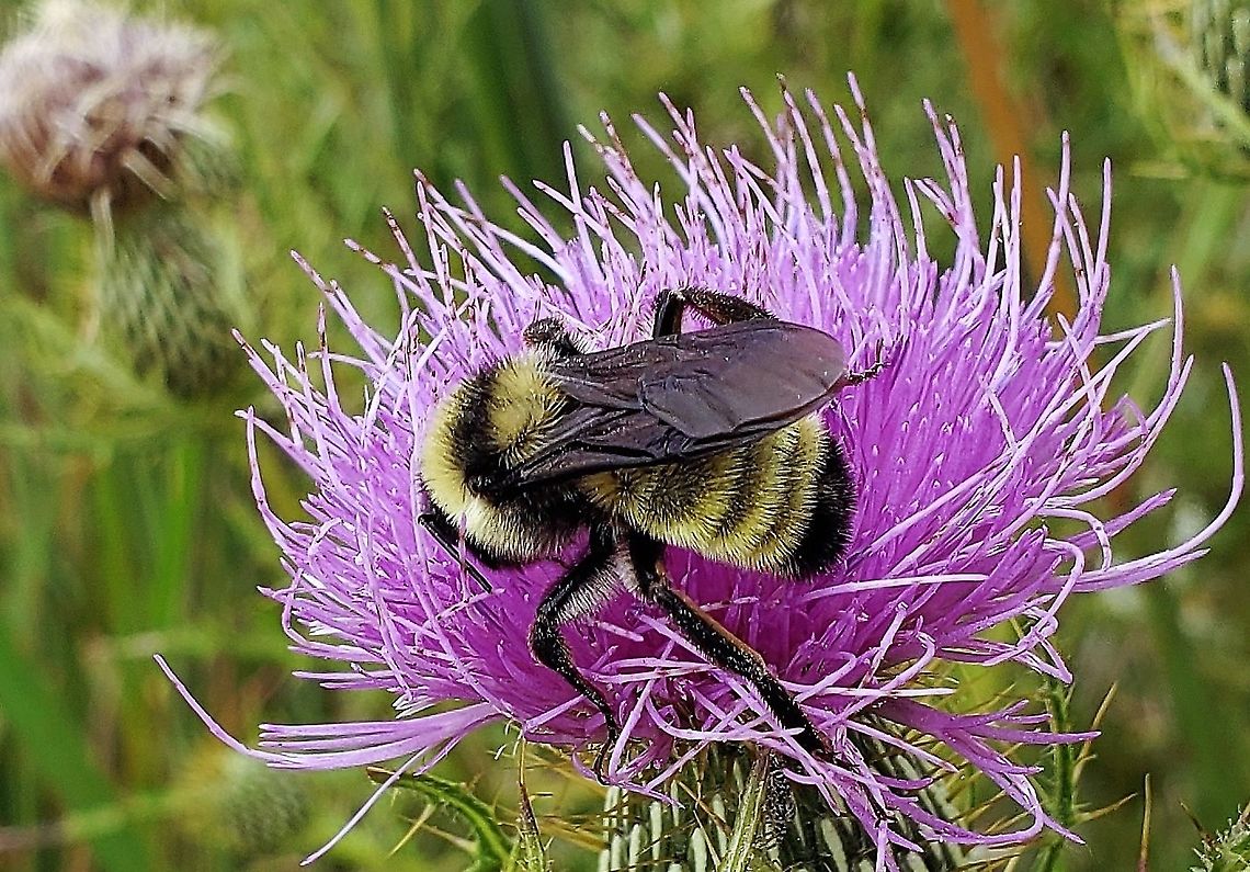 American Bumble Bee At South Tract This is a picture of an American Bumble Bee on the South Tract of the Patuxent Research Refuge near Laurel, Maryland. American Bumble Bee,Bombus pensylvanicus,Geotagged,Summer,United States