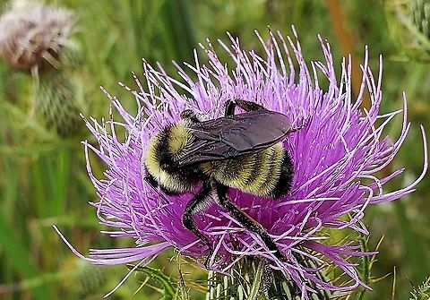 American Bumble Bee At South Tract This is a picture of an American Bumble Bee on the South Tract of the Patuxent Research Refuge near Laurel, Maryland. American Bumble Bee,Bombus pensylvanicus,Geotagged,Summer,United States