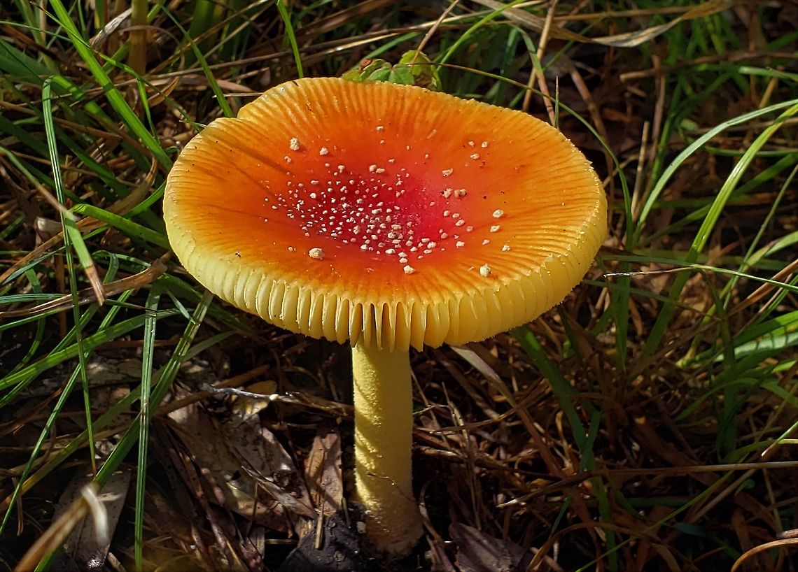 False Caesar's Mushroom At North Tract This is a picture of a False Caesar&#039;s Mushroom on the North Tract of the Patuxent Research Refuge near Fort Meade, Maryland. Amanita parcivolvata,False Caesar's Mushroom,Geotagged,Summer,United States