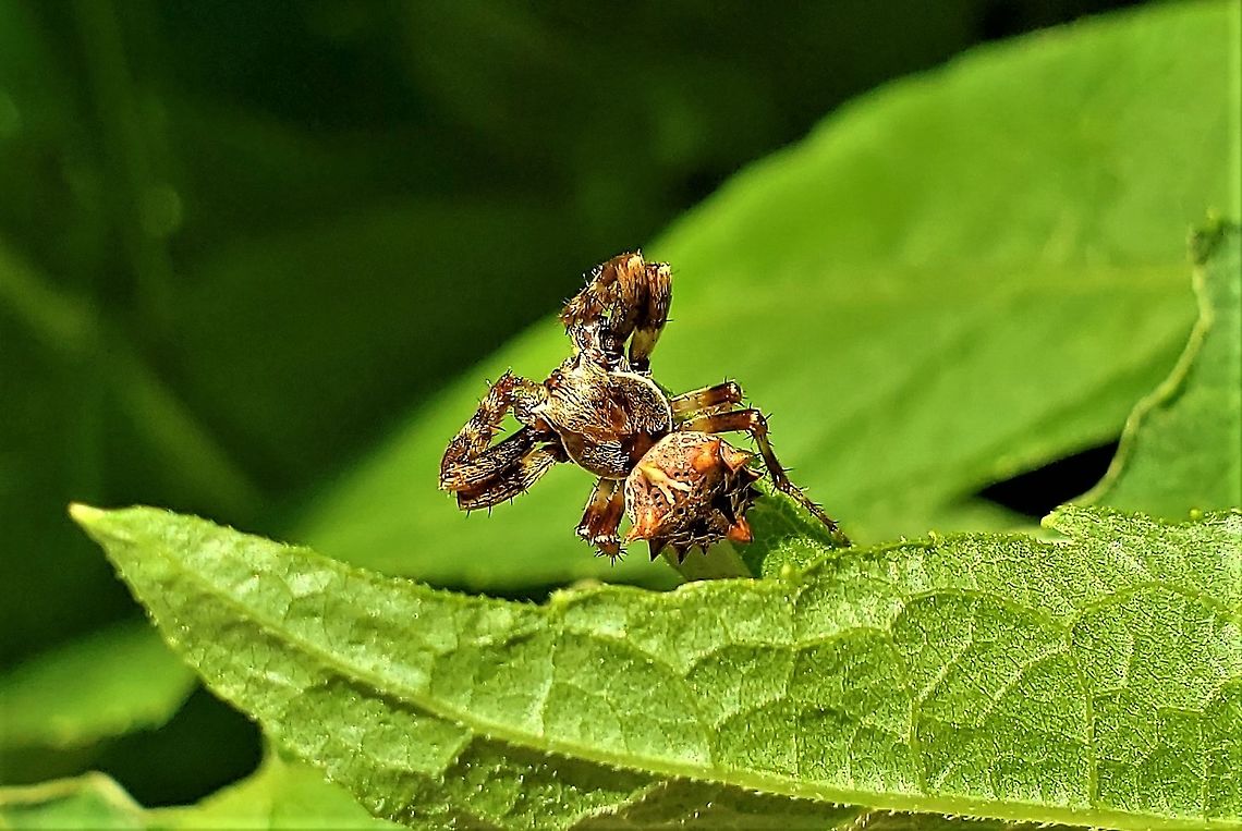 Starbellied Orbweaver At North Tract This is a picture of a Starbellied Orbweaver on the North Tract of the Patuxent Research Refuge near Fort Meade, Maryland. Acanthepeira stellata,Geotagged,Summer,United States
