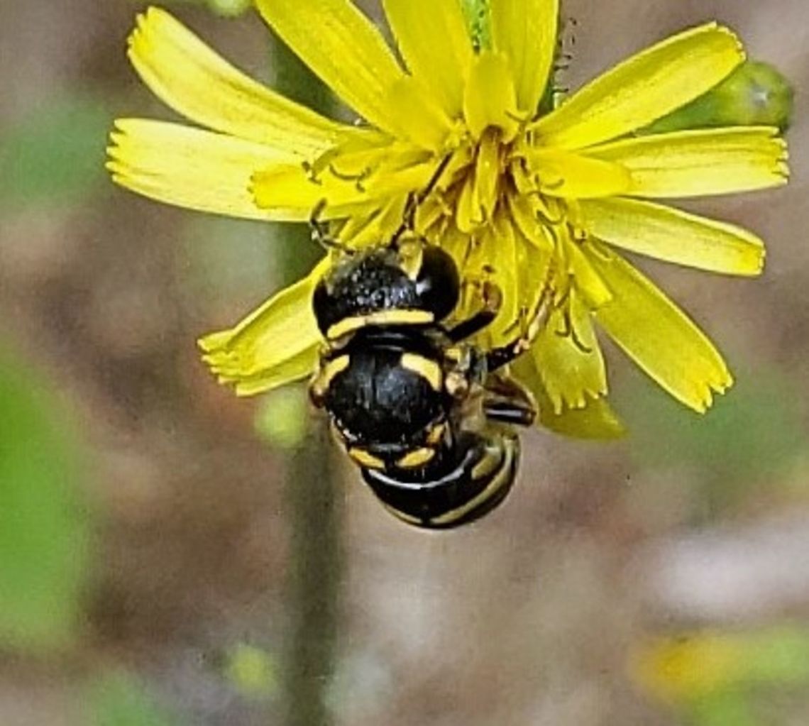 Anthidiellum notatum This is a picture of a Anthidiellum notatum on the North Tract of the Patuxent Research Refuge near Fort Meade, Maryland. Anthidiellum notatum,Geotagged,Summer,United States