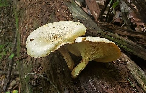 Neolentinus lepideus  Geotagged,Neolentinus lepideus,Scaly lentinus,Summer,United States