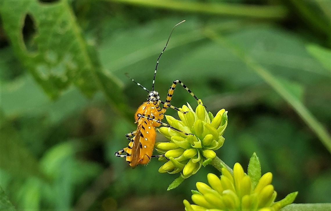 Pselliopus barberi This is a picture of Pselliopus barberi on the North Tract of the Patuxent Research Refuge near Fort Meade, Maryland. Geotagged,Gminatus australis,Orange Assassin Bug,Pselliopus barberi,Summer,United States