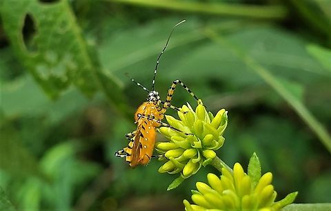 Pselliopus barberi This is a picture of Pselliopus barberi on the North Tract of the Patuxent Research Refuge near Fort Meade, Maryland. Geotagged,Gminatus australis,Orange Assassin Bug,Pselliopus barberi,Summer,United States