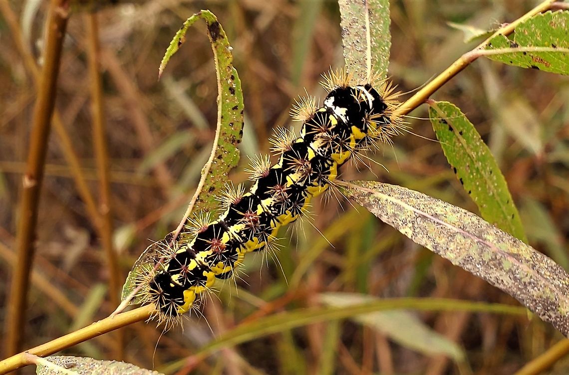 Acronicta oblinita This is a picture of Acronicta oblinita at Alpha Ridge Park in Howard County, Maryland. Acronicta oblinita,Fall,Geotagged,Smeared dagger moth,United States