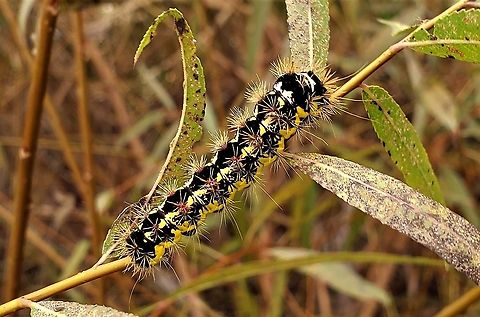 Acronicta oblinita This is a picture of Acronicta oblinita at Alpha Ridge Park in Howard County, Maryland. Acronicta oblinita,Fall,Geotagged,Smeared dagger moth,United States