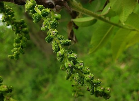 Black Walnut At Alpha Ridge Park This is a picture of a Black Walnut Tree blooming at Alpha Ridge Park in Howard County, Maryland. Eastern black walnut,Geotagged,Juglans nigra,Spring,United States