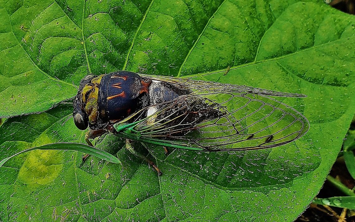 Swamp Cicada At AACC This is a picture of a Swamp Cicada at Anne Arundel Community College in Arnold, Maryland. Geotagged,Summer,Swamp cicada,Tibicen tibicen,United States