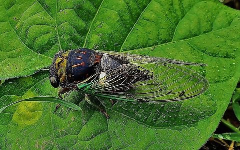 Swamp Cicada At AACC This is a picture of a Swamp Cicada at Anne Arundel Community College in Arnold, Maryland. Geotagged,Summer,Swamp cicada,Tibicen tibicen,United States